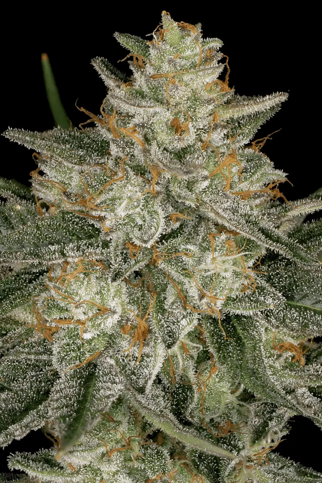 Dutch Kush Paradise Seeds Dutch Kush Paradise Seeds