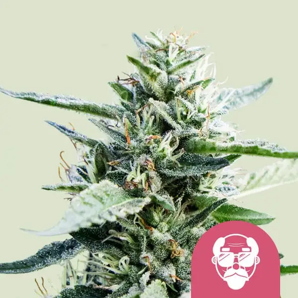 Granddaddy Purple Royal Queen Seeds Granddaddy Purple Royal Queen Seeds