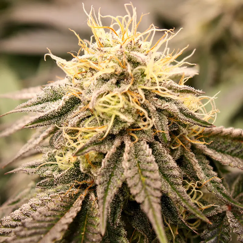 Sundogz Humboldt Seeds Sundogz Humboldt Seeds