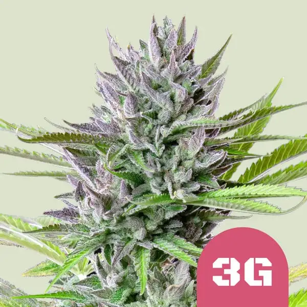 Triple G Royal Queen Seeds Triple G Royal Queen Seeds