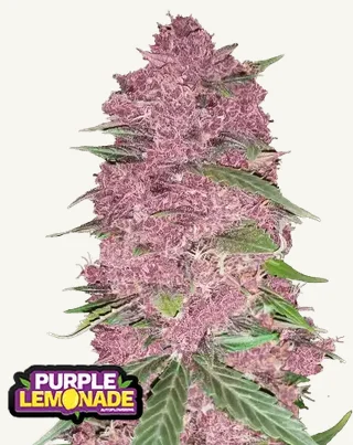 Purple Lemonade Auto Purple Lemonade Auto