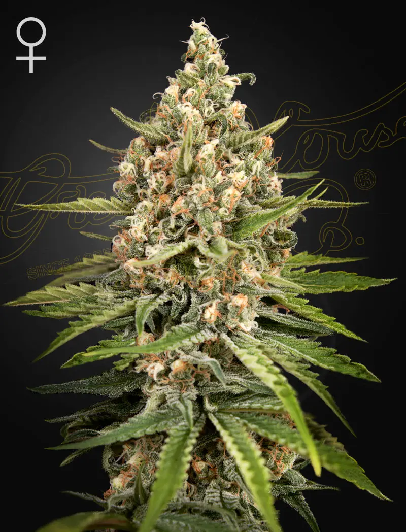 Bubba Slush Greenhouse Seeds Bubba Slush Greenhouse Seeds