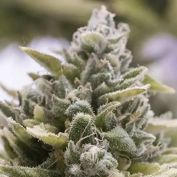 OG Kush Auto HSO