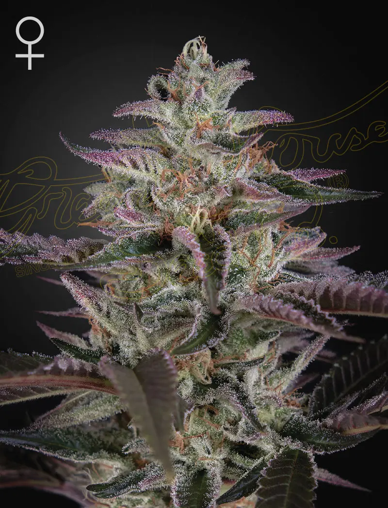 Banana Krumble Greenhouse Seeds Banana Krumble Greenhouse Seeds