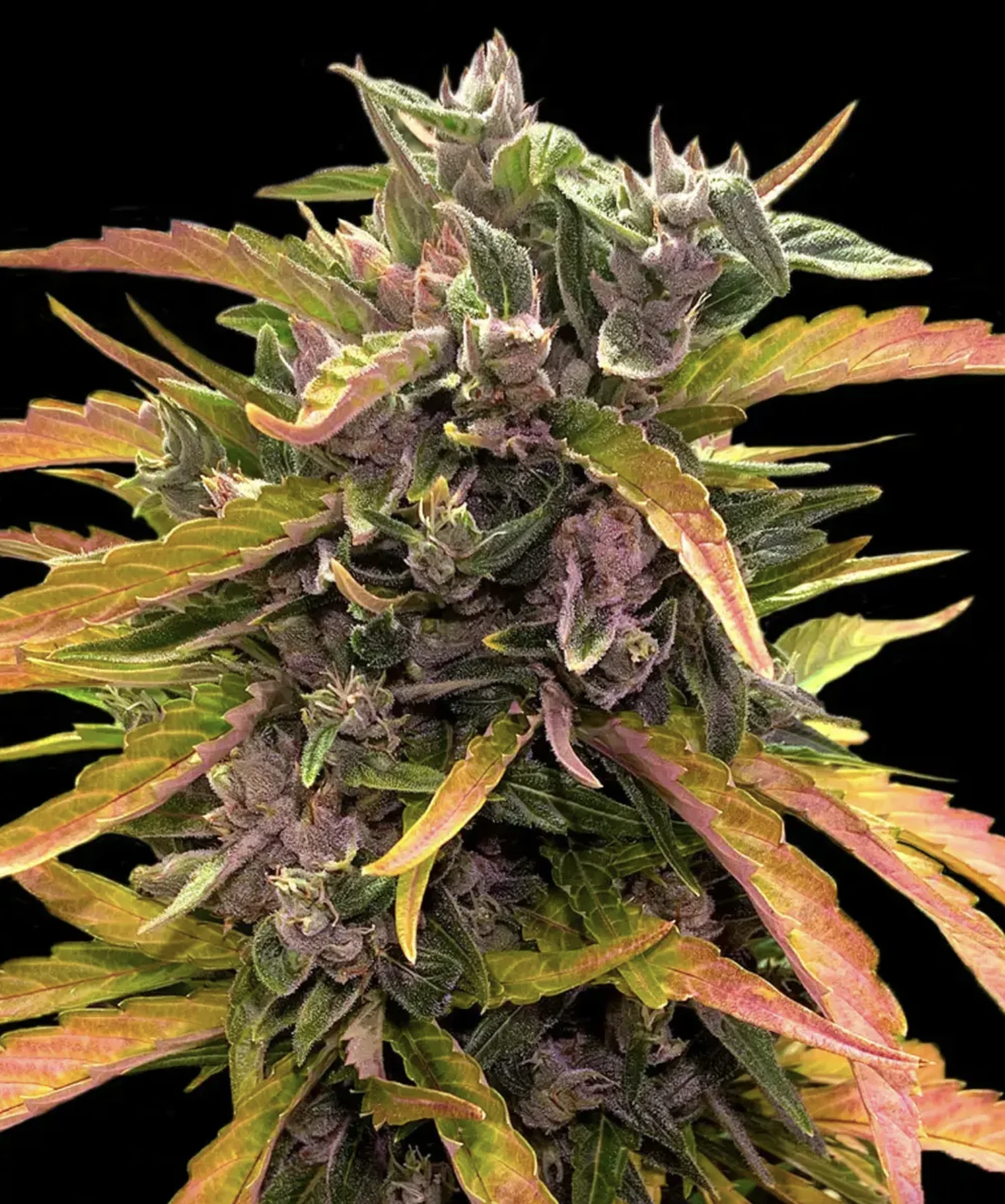 Gorilla Glue Auto BF Gorilla Glue Auto BF