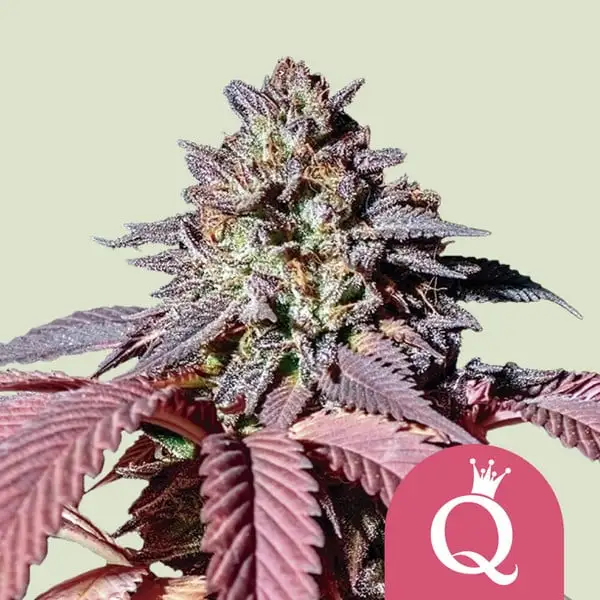 Purple Queen Royal Queen Seeds
