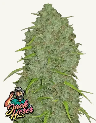 Jack Herer Auto Jack Herer Auto