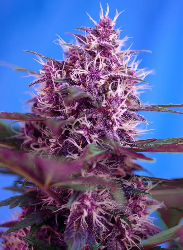 Red Poison Automatik Sweet Seeds Red Poison Automatik Sweet Seeds