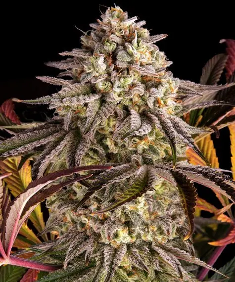 Blue Sunset Sherbert Barneys Farm