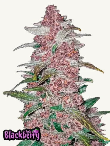 Blackberry Auto