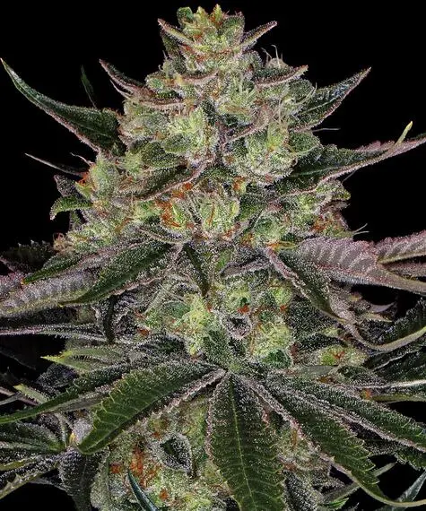 Gorilla Zkittles Barneys Farm