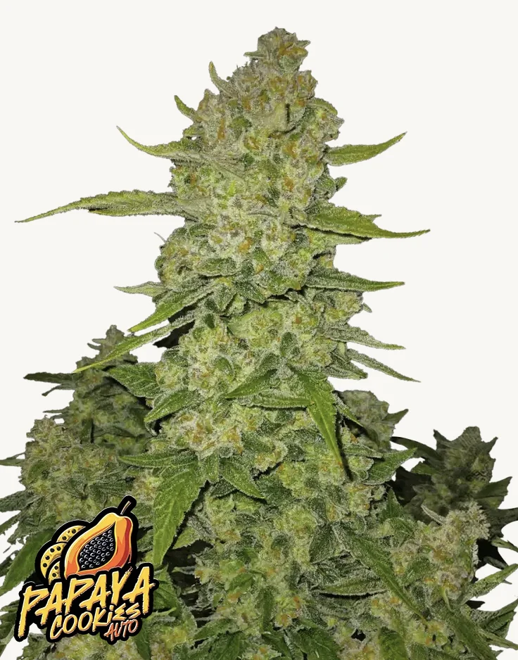 Papaya Cookies Auto FastBuds Papaya Cookies Auto FastBuds