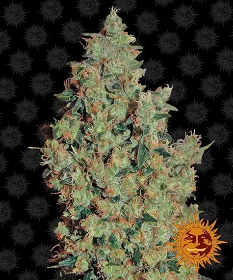 Tangerine Dream BF
