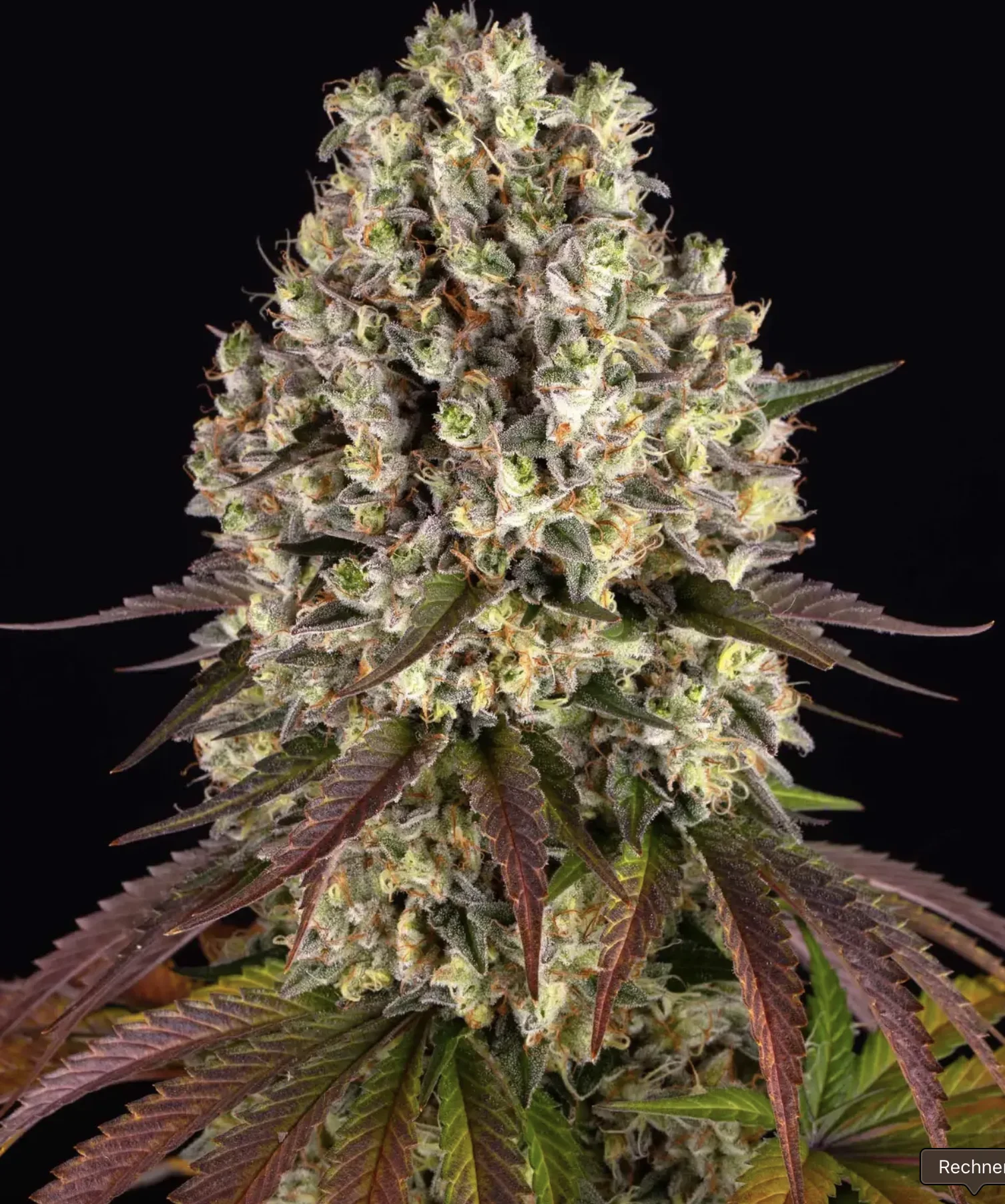 Sour Diesel BF