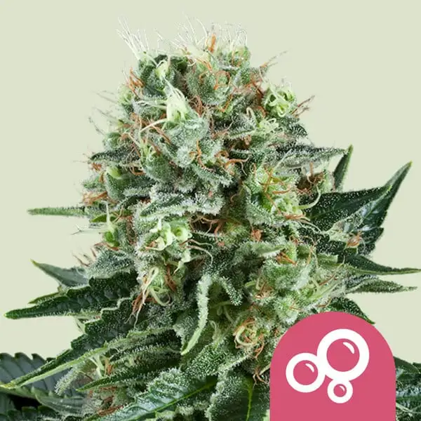 Bubble Kush Royal Queen Seeds Bubble Kush Royal Queen Seeds