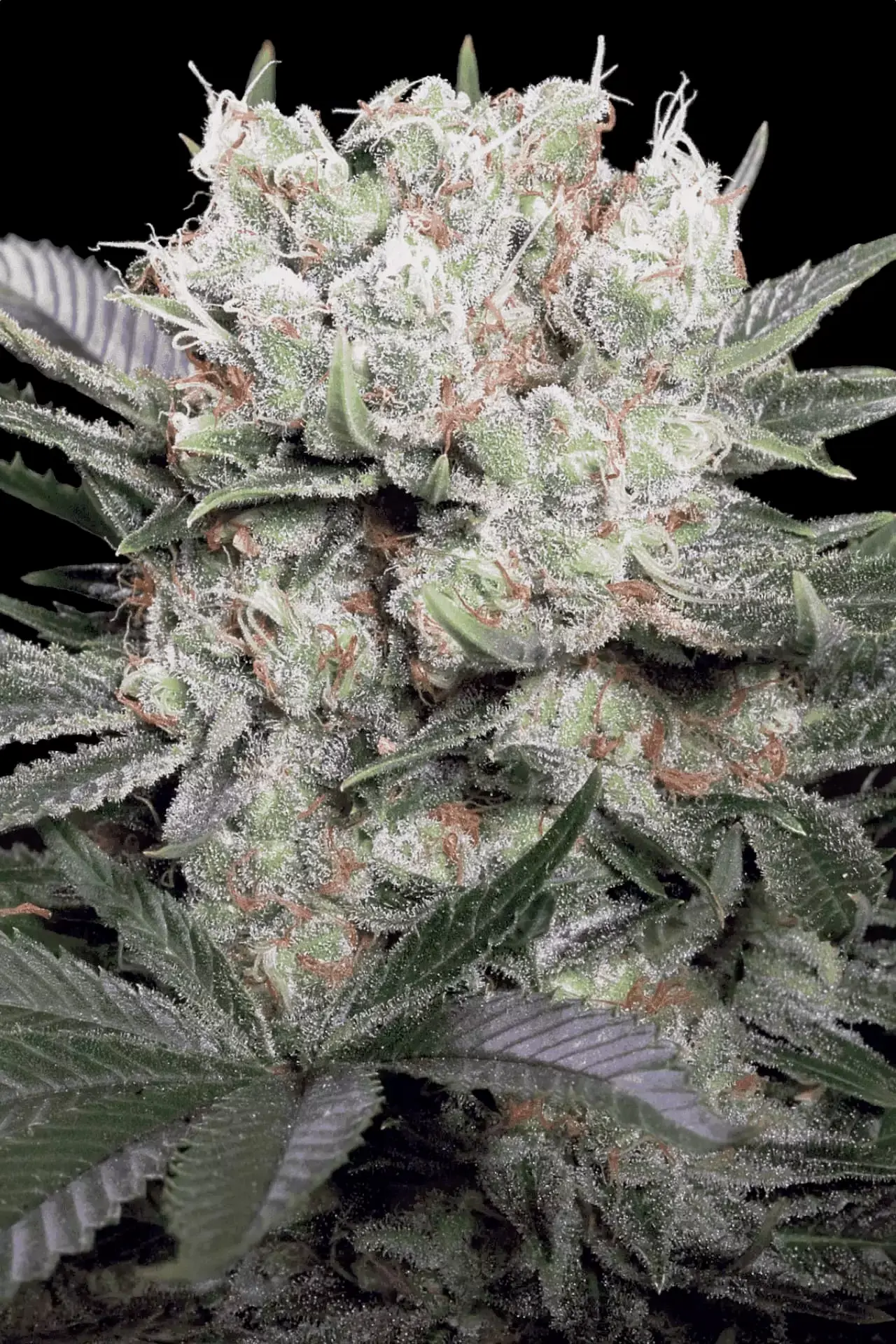 Californian Gold Paradise Seeds Californian Gold Paradise Seeds