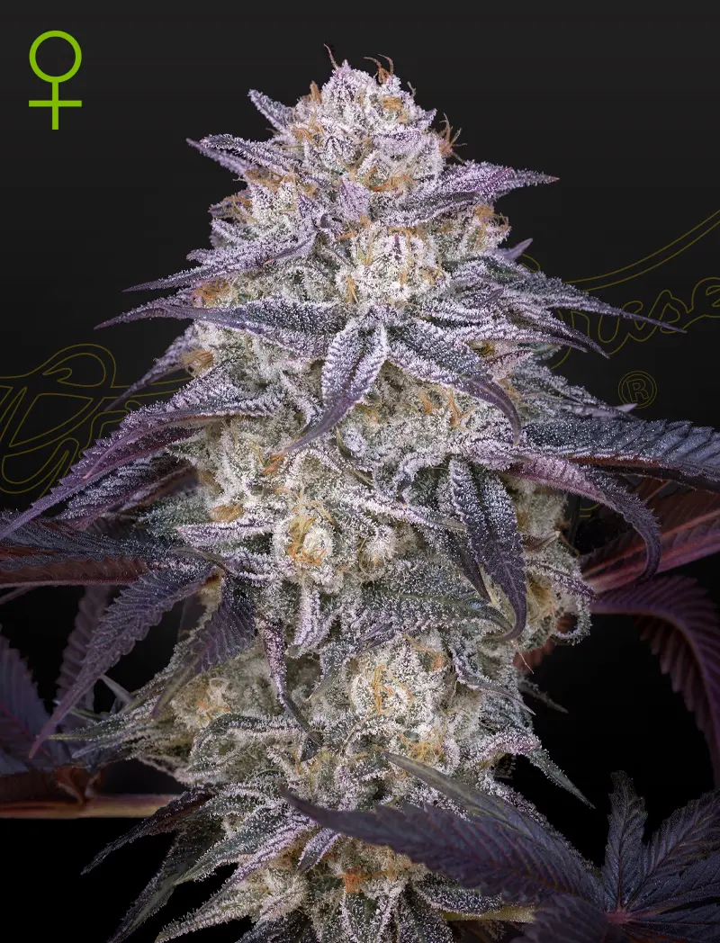 Kings Juice Auto Kings Juice Auto