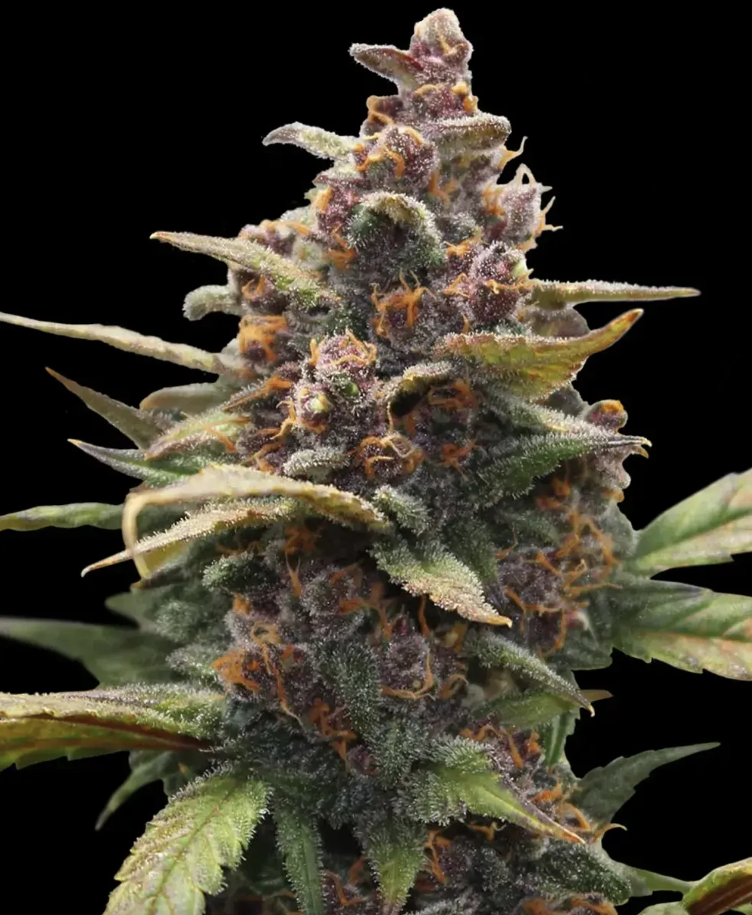 Ayahuasca Purple BF