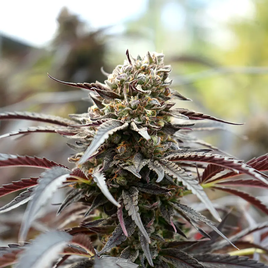 White Runtz Humbold Seeds White Runtz Humbold Seeds