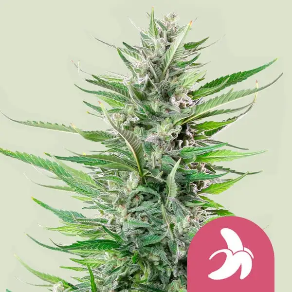 Fat Banana Royal Queen Seeds Fat Banana Royal Queen Seeds