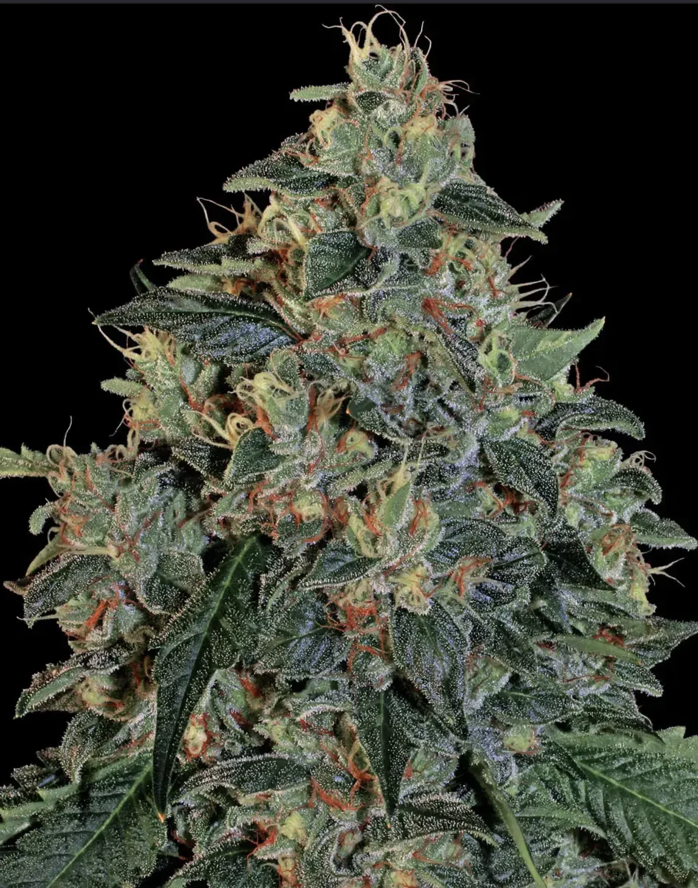 Blueberry OG BF