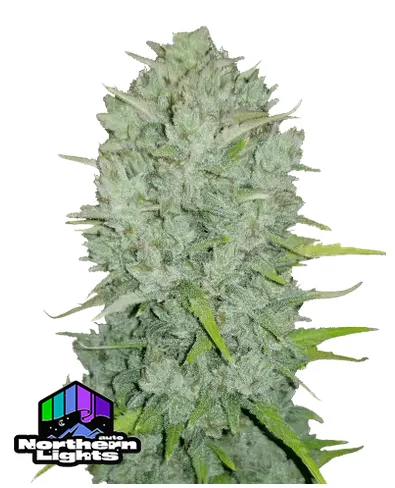 Northern Lights FastBuds Northern Lights FastBuds