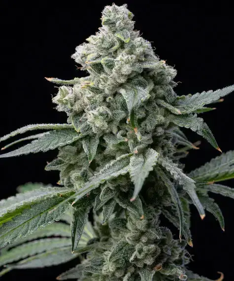 Bruce Banner Barneys Farm