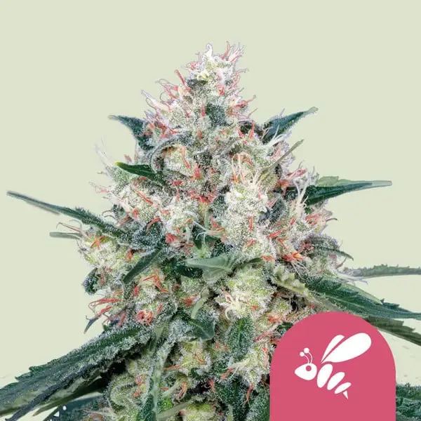 Honey Cream Royal Queen Seeds Honey Cream Royal Queen Seeds