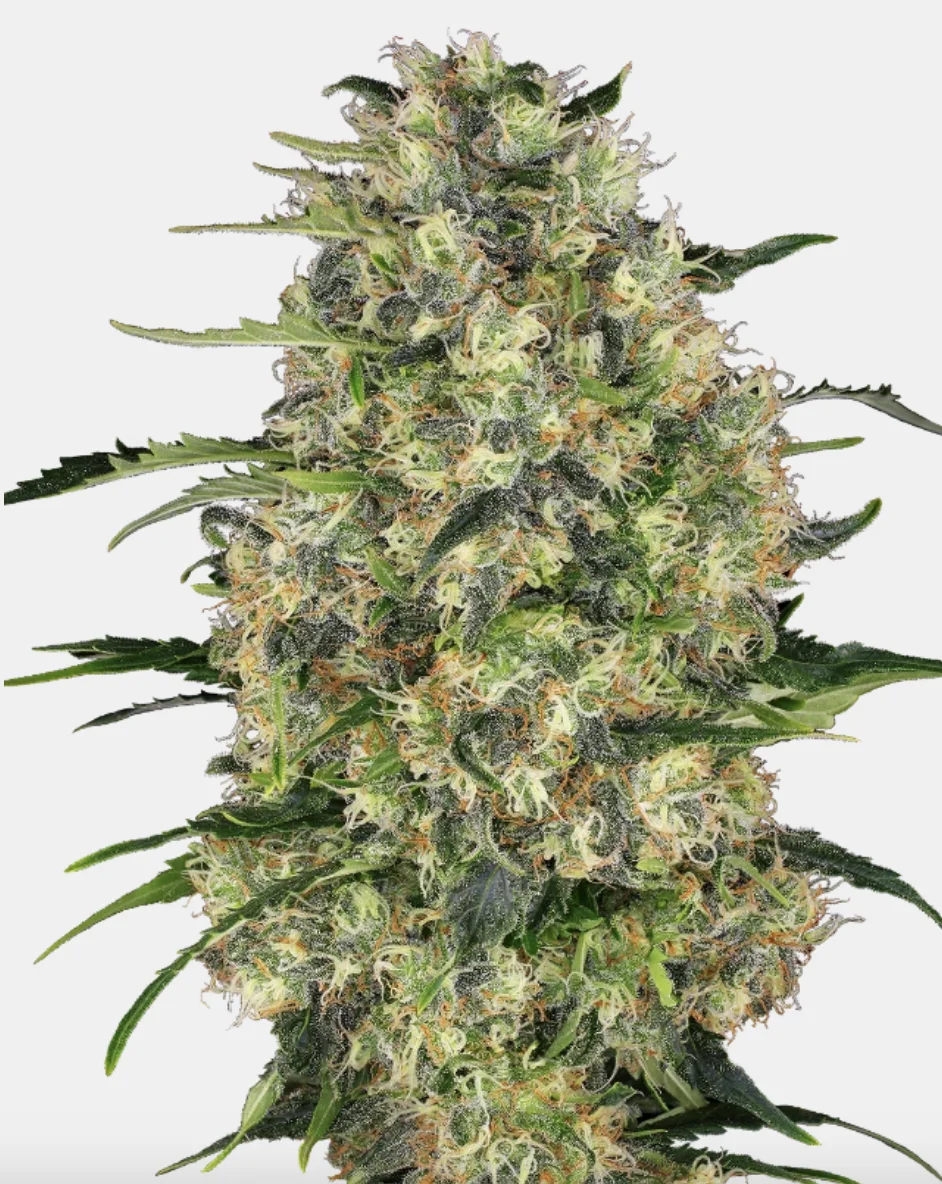 Black Domina Sensi Seeds Black Domina Sensi Seeds