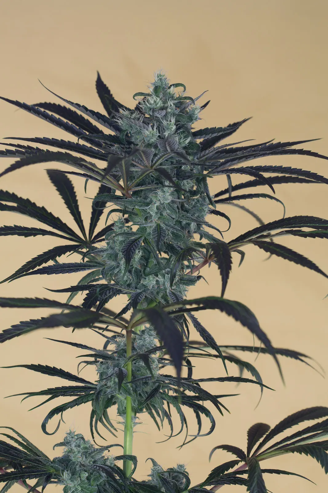 Blueberry Headband HSO Blueberry Headband HSO