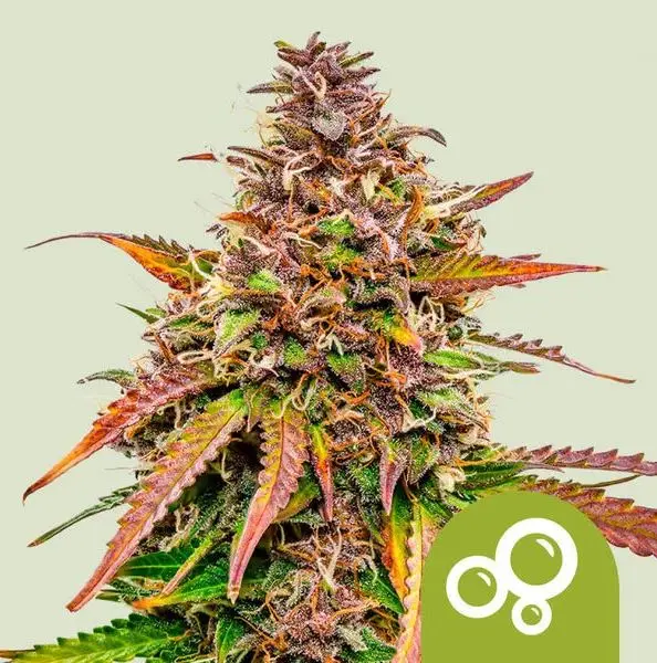 Bubble Kush Automatic Royal Queen Seeds